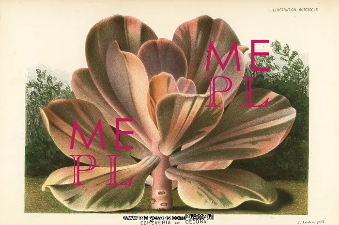 : Echeveria gibbiflora : Echeveria gibbiflora