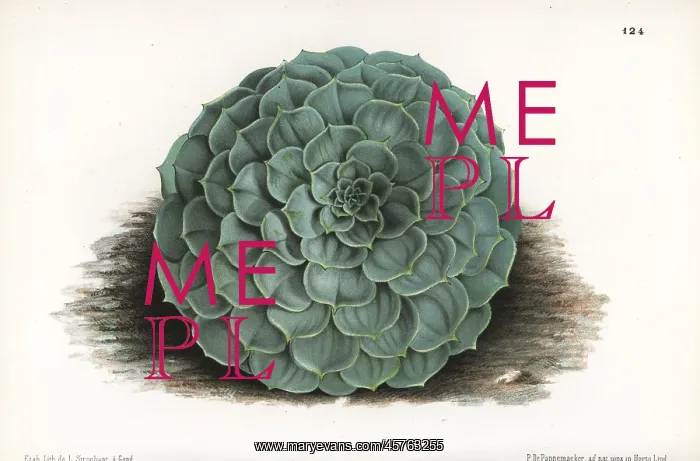 : Echeveria secunda : Echeveria secunda