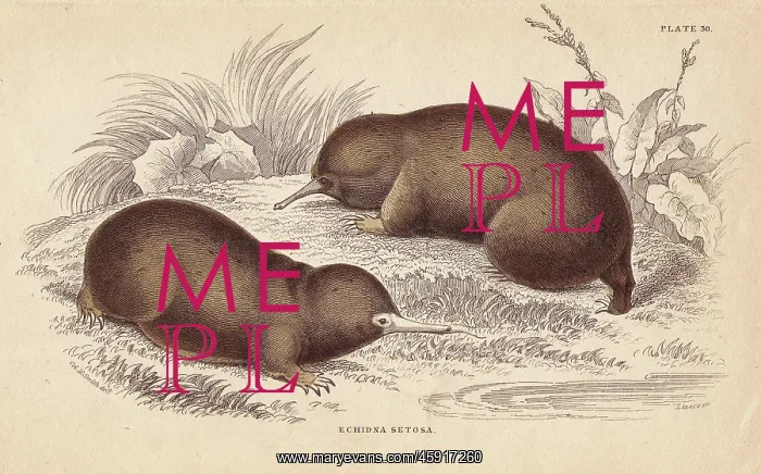 : Echidna, Tachyglossus aculeatus : Echidna, Tachyglossus aculeatus