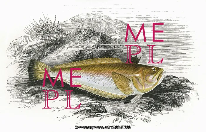 : Echiichthys vipera, or Lesser Weever : Echiichthys vipera, or Lesser Weever