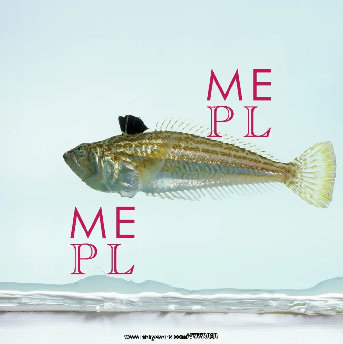 : Echiichthys vipera, lesser weever fish : Echiichthys vipera, lesser weever fish