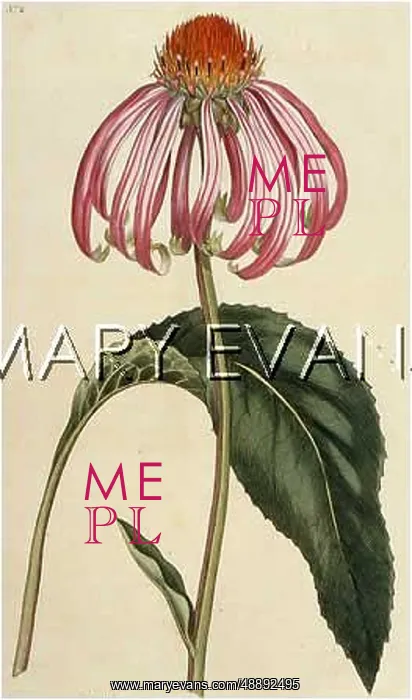 : ECHINACEA PURPUREA : ECHINACEA PURPUREA