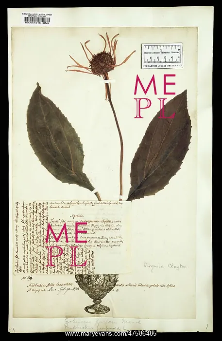 : Echinacea purpurea, purple coneflower : Echinacea purpurea, purple coneflower