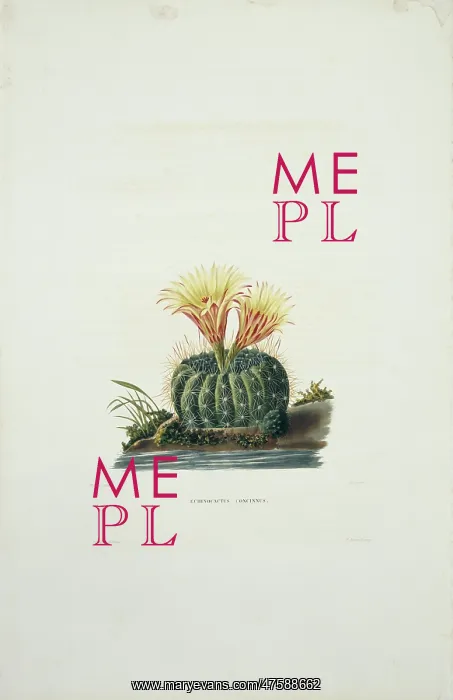 : Echinocactus concinnus, sun cup : Echinocactus concinnus, sun cup