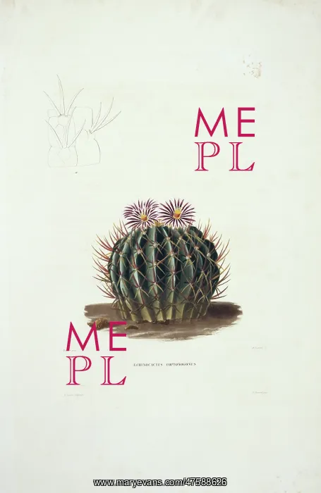 : Echinocactus coptonogonus, cactus : Echinocactus coptonogonus, cactus
