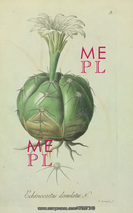 : Echinocactus denudatus : Echinocactus denudatus