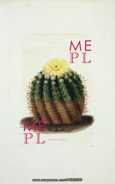 : Echinocactus erinaceus, cactus : Echinocactus erinaceus, cactus