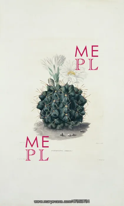 : Echinocactus gibbosus, chin cactus : Echinocactus gibbosus, chin cactus