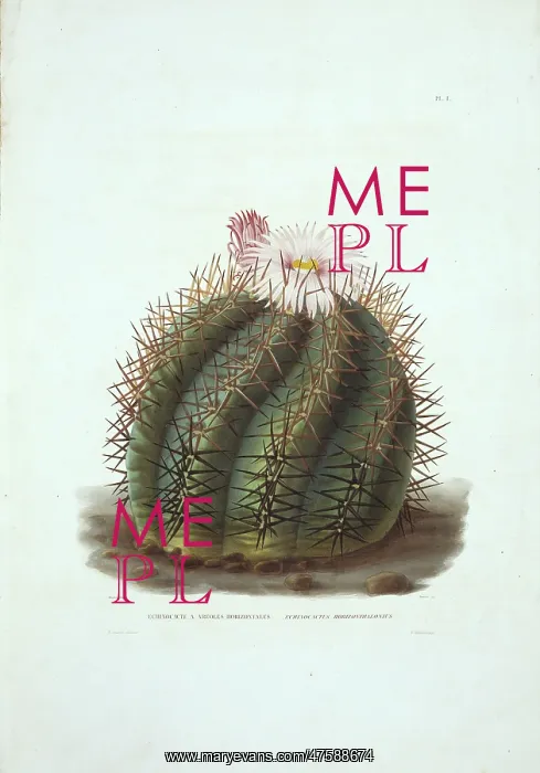 : Echinocactus horizonthalonius, devil's head cactus : Echinocactus horizonthalonius, devil's head cactus