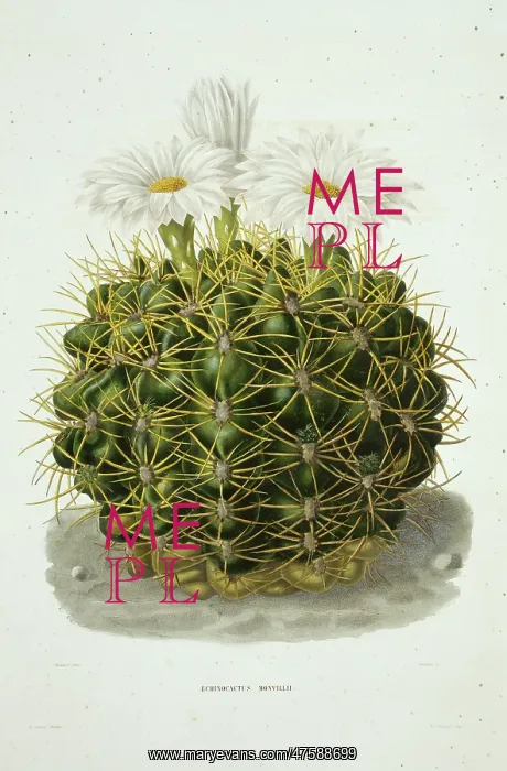 : Echinocactus monvillii, cactus : Echinocactus monvillii, cactus