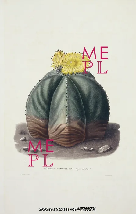 : Echinocactus myriostigma, bishop's cap cactus : Echinocactus myriostigma, bishop's cap cactus