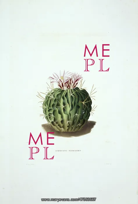 : Echinocactus pentacanthus, cactus : Echinocactus pentacanthus, cactus