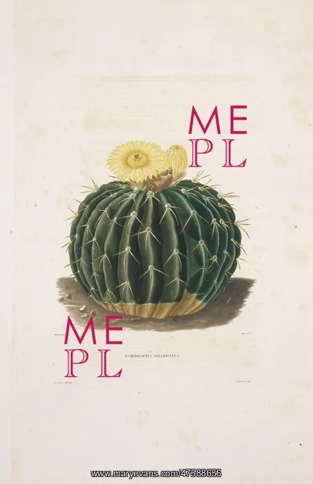 : Echinocactus sellowianus : Echinocactus sellowianus