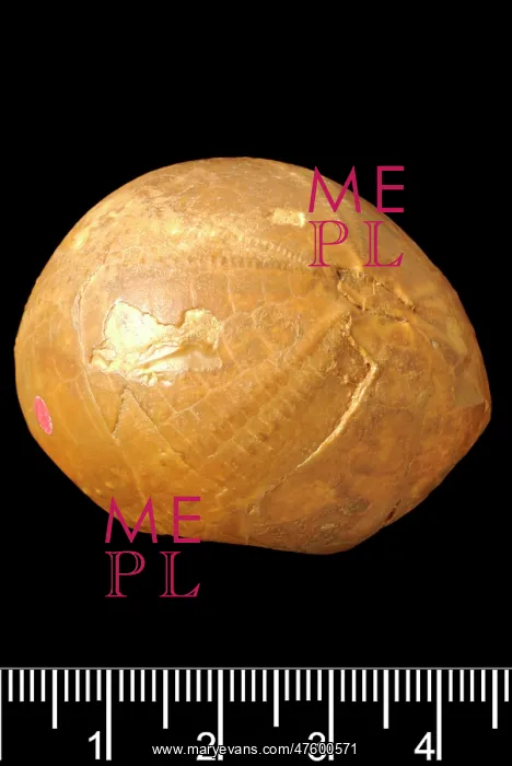 : Echinocarys, echinoid hoax : Echinocarys, echinoid hoax