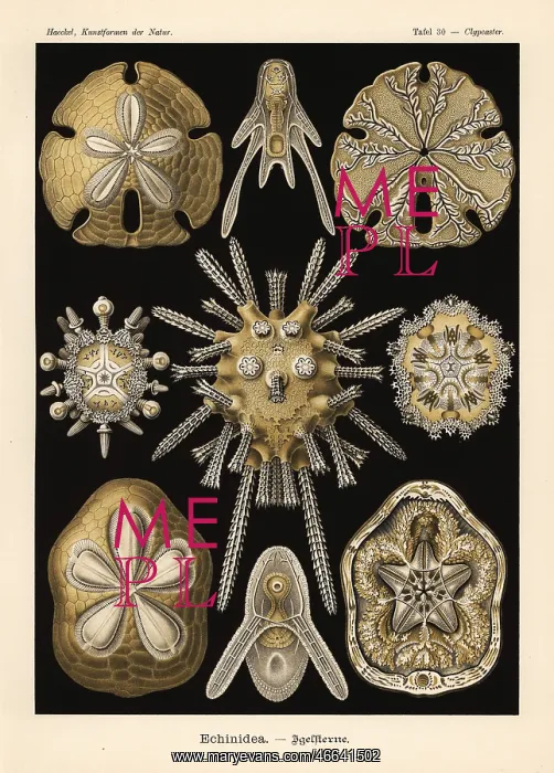: Echinoidea sea urchins : Echinoidea sea urchins