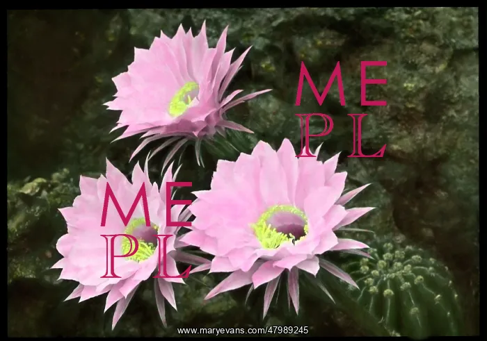 : Echinopsis Multiplex : Echinopsis Multiplex