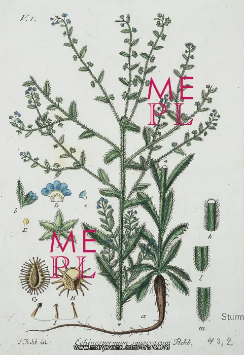 : Echinospermum squarrosum, stick-seed : Echinospermum squarrosum, stick-seed