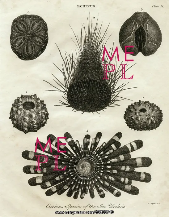 : Echinus, or Sea Urchin : Echinus, or Sea Urchin
