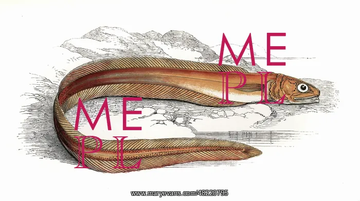 : Echiodon dentatus, or Drummond's Echiodon : Echiodon dentatus, or Drummond's Echiodon