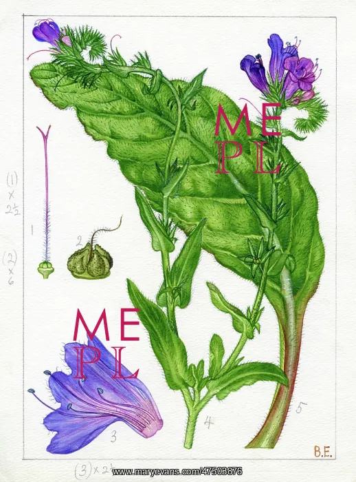 : Echium plantagineum - purple viper's-bugloss : Echium plantagineum - purple viper's-bugloss