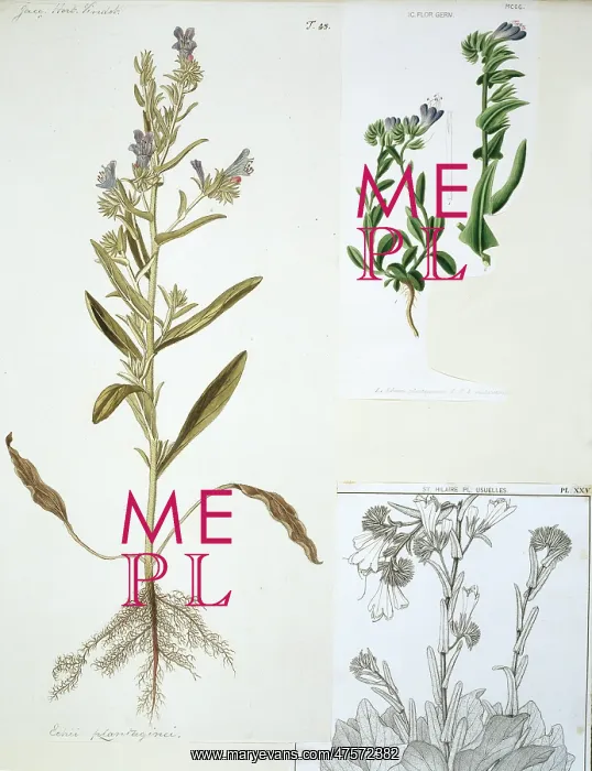 : Echium plantagineum, salvation Jane : Echium plantagineum, salvation Jane