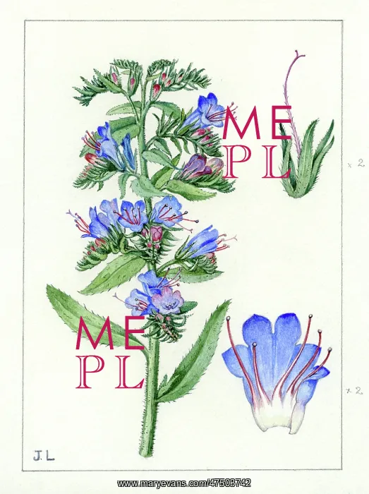 : Echium vulgare - viper's bugloss : Echium vulgare - viper's bugloss