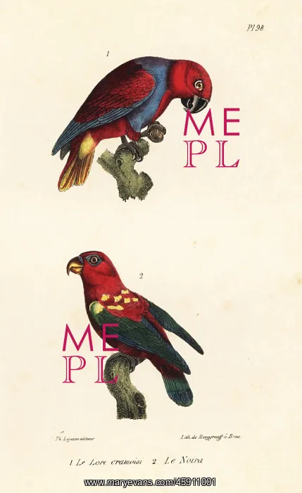 : Eclectus parrot and chattering lory : Eclectus parrot and chattering lory
