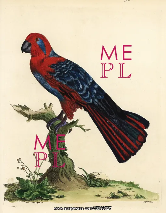 : Eclectus parrot, Eclectus roratus, female : Eclectus parrot, Eclectus roratus, female