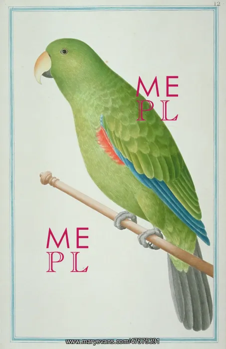 : Eclectus roratus, eclectus parrot : Eclectus roratus, eclectus parrot