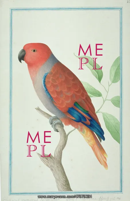 : Eclectus roratus, eclectus parrot : Eclectus roratus, eclectus parrot