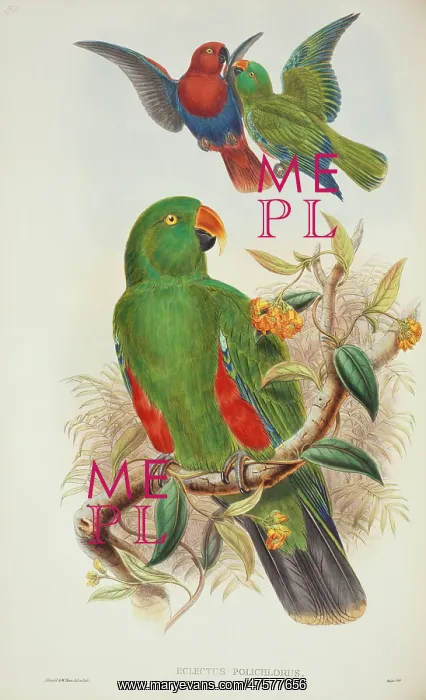 : Eclectus roratus, eclectus parrot : Eclectus roratus, eclectus parrot
