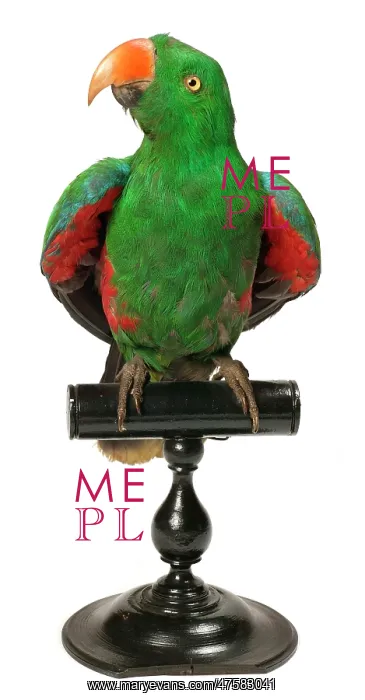 : Eclectus roratus, Eclectus parrot : Eclectus roratus, Eclectus parrot