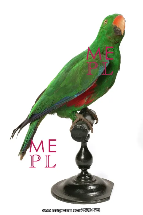 : Eclectus roratus, Eclectus parrot : Eclectus roratus, Eclectus parrot