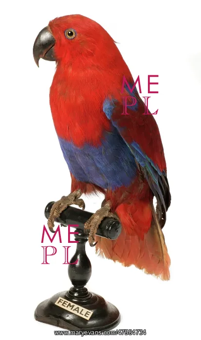 : Eclectus roratus, Eclectus parrot : Eclectus roratus, Eclectus parrot