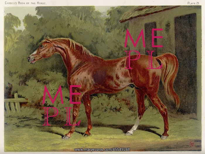 : Eclipse. Great-grandson of Darley Arabian, raced 1769-1770 in 18 races : Eclipse. Great-grandson of Darley Arabian, raced 1769-1770 in 18 races