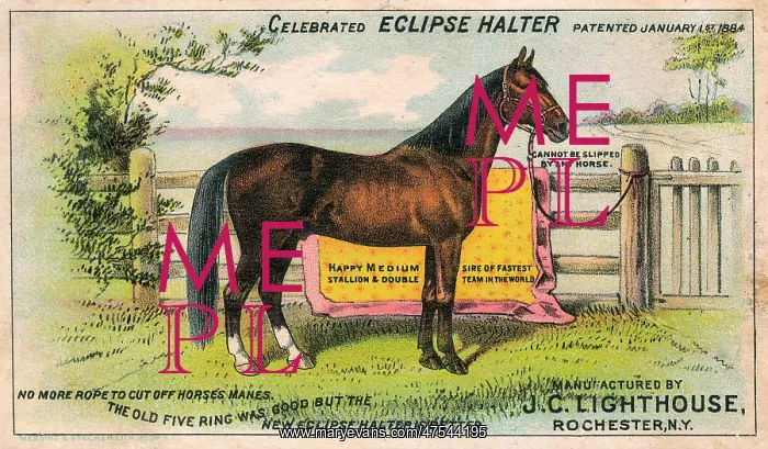 : The Eclipse Halter - Advertorial postcard : The Eclipse Halter - Advertorial postcard