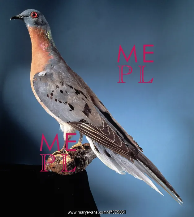 : Ectopistes migratoria, passenger pigeon : Ectopistes migratoria, passenger pigeon