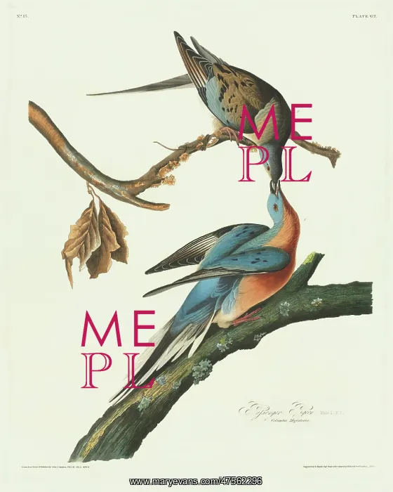 : Ectopistes migratorius, passenger pigeon : Ectopistes migratorius, passenger pigeon