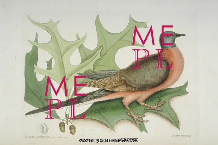 : Ectopistes migratorius, passenger pigeon : Ectopistes migratorius, passenger pigeon