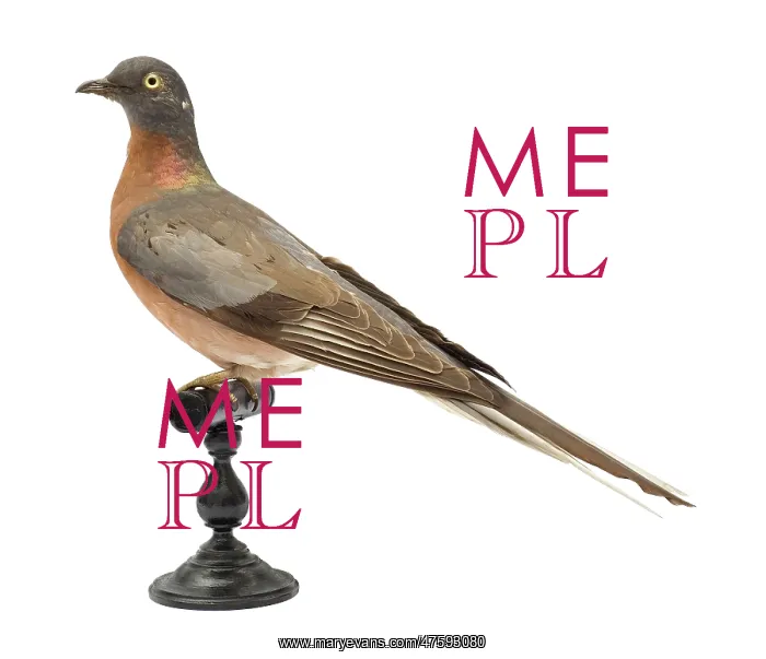  : Ectopistes migratorius, passenger pigeon