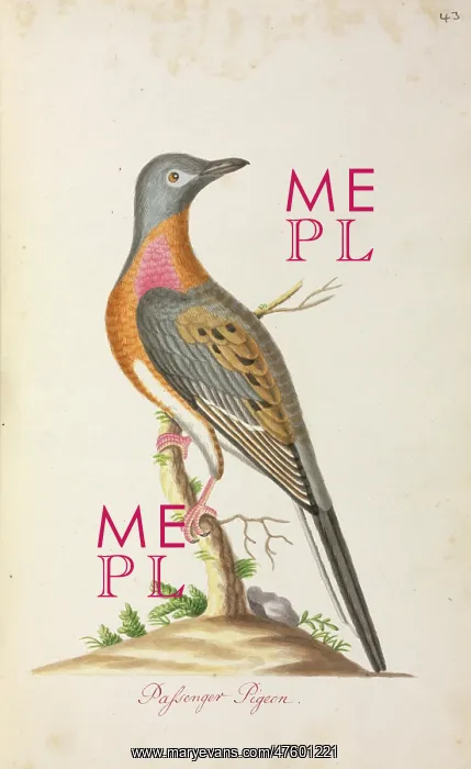 : Ectopistes migratorius, passenger pigeon : Ectopistes migratorius, passenger pigeon