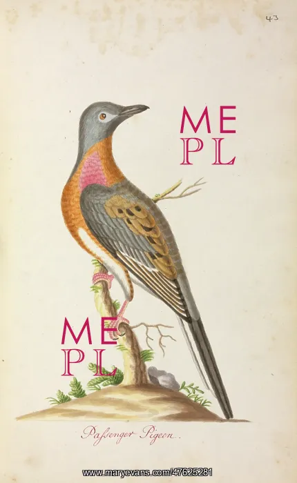 : Ectopistes migratorius, Passenger pigeon : Ectopistes migratorius, Passenger pigeon