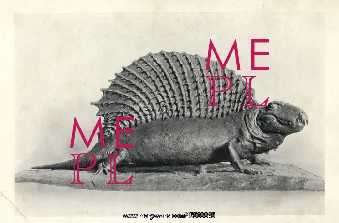 : Edaphosaurus (Naosaurus) from Permian strata of Texas : Edaphosaurus (Naosaurus) from Permian strata of Texas