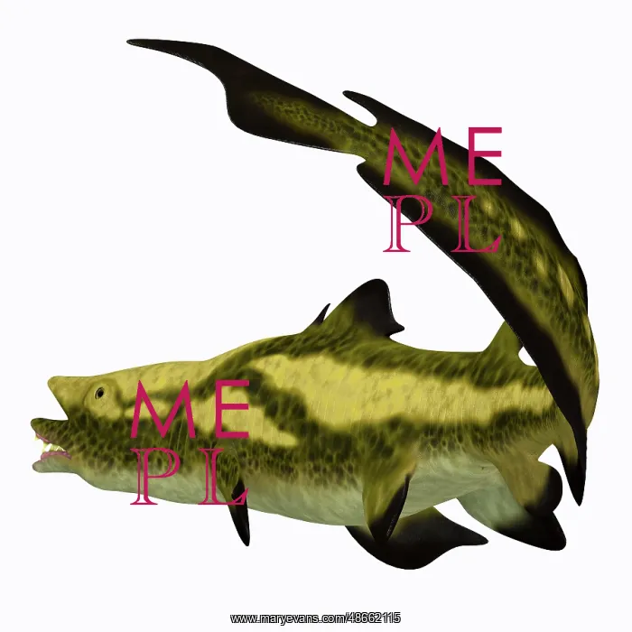 : Edestus shark : Edestus shark