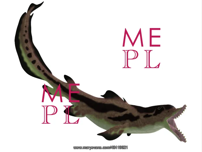 : Edestus shark of the Carboniferous period : Edestus shark of the Carboniferous period