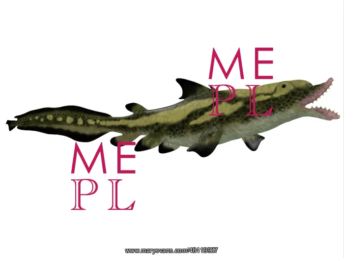: Edestus shark of the Carboniferous period : Edestus shark of the Carboniferous period