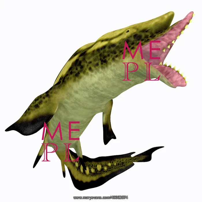 : Edestus shark with mouth open : Edestus shark with mouth open