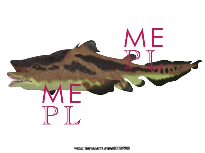 : Edestus shark, white background : Edestus shark, white background