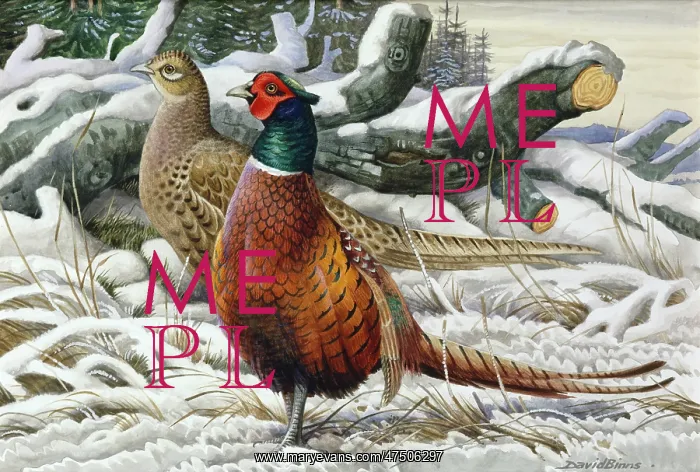 : Edge of the Wood ' pheasants in snow : Edge of the Wood ' pheasants in snow