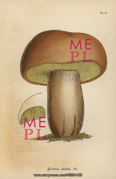: Edible boletus, Boletus edulis : Edible boletus, Boletus edulis